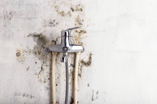 Best Emergency Mold Removal  in Pine Lawn, MO