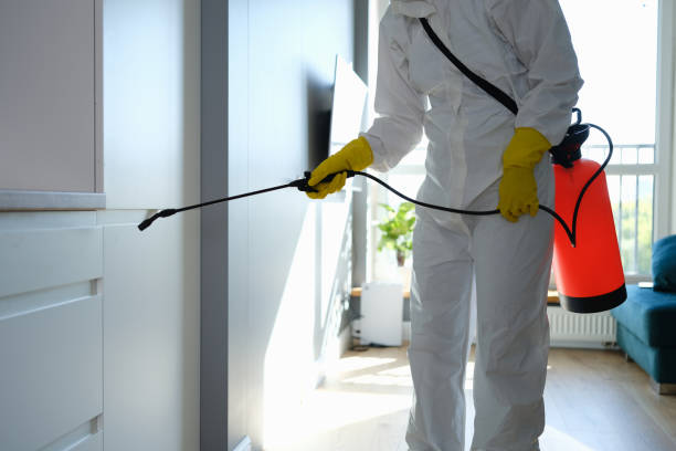Best Home Mold Removal  in Pine Lawn, MO