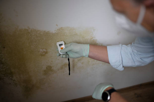 Best Mold Damage Repair  in Pine Lawn, MO
