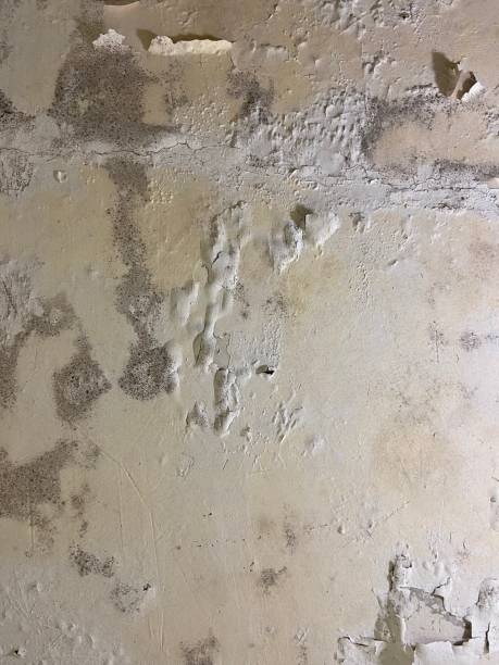 Best Crawl Space Mold Removal  in Pine Lawn, MO