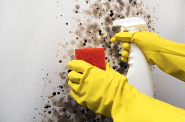 Best Commercial Mold Removal  in Pine Lawn, MO