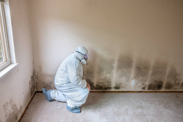 Professional Mold Removal in Pine Lawn, MO