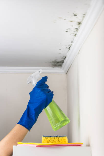 Best Residential Mold Removal  in Pine Lawn, MO